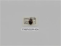 藏品(雙條甘蔗金龜)的圖片